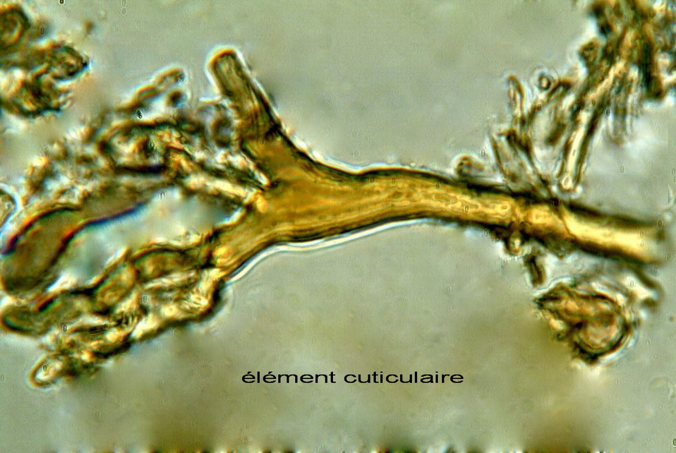 Probabile Ganoderma adspersum-foto6463(Ganoderma adspersum)